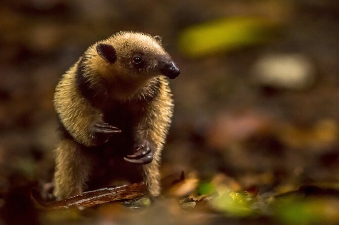 Night Mangrove Safari Boat Tour With Dinner | Manuel Antonio - Meeting and Pickup Details