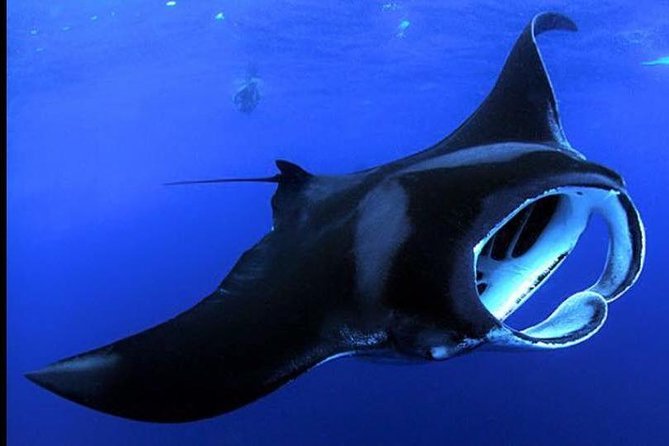 Night Manta Ray Adventure on the Big Island, Hawaii - Key Points