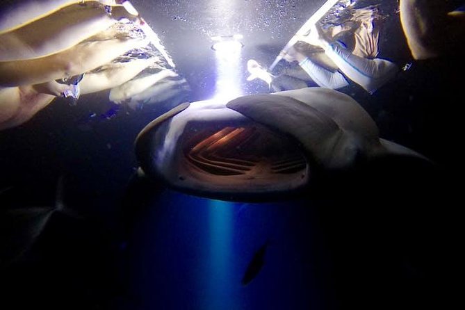 Night Manta Ray Experience - Night Manta Ray Activity Highlights