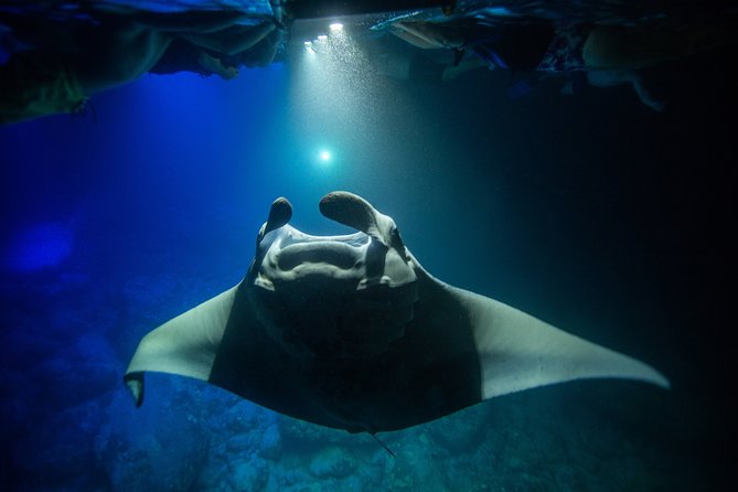 Night Manta Ray Experience - Cancellation Policy and Booking Information