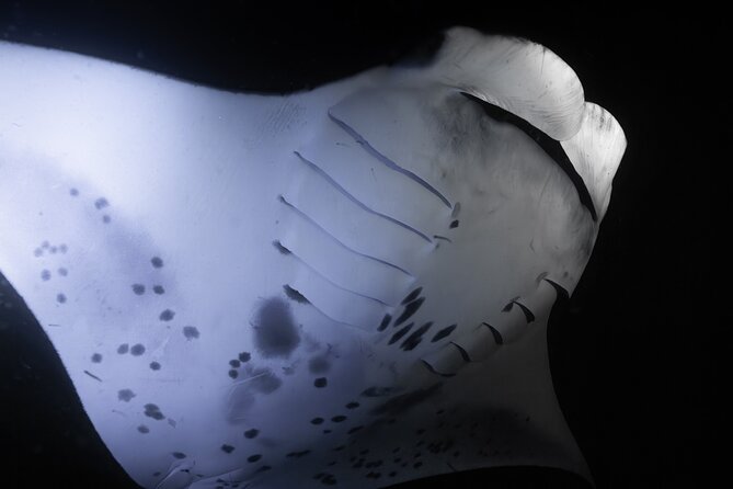 Night Manta Ray Snorkel Review: Unforgettable Experience - Snorkeling Gear and Wetsuits