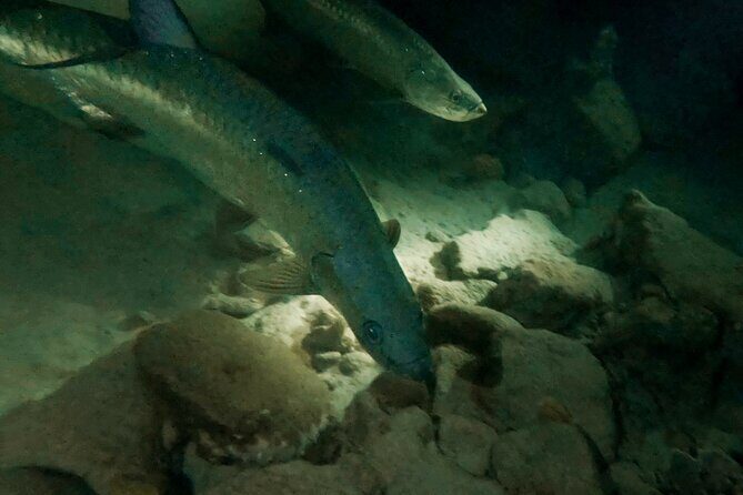 Night Snorkeling Adventure - What Makes This Night Snorkeling Special?