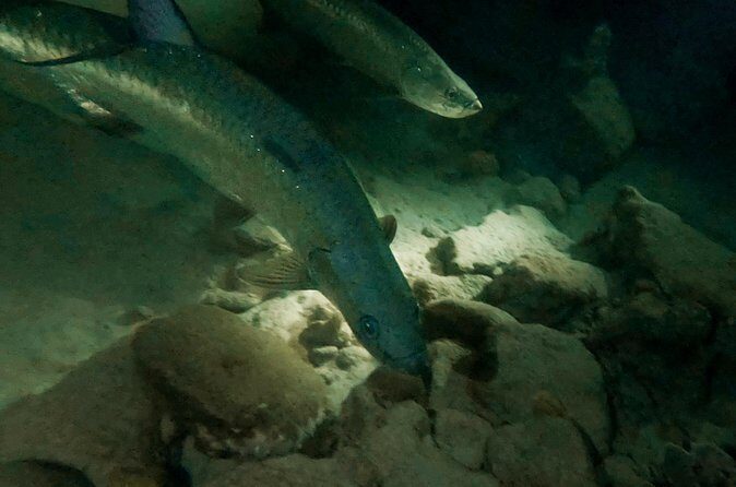 Night Snorkeling Adventure - Who Should Consider This Tour?