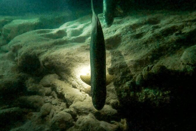 Night Snorkeling Adventure - The Sum Up: Why This Night Snorkeling Tour Is Worth It