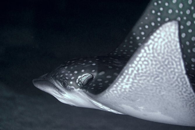 Night Snorkeling - Why You Might Love This Night Snorkeling Tour