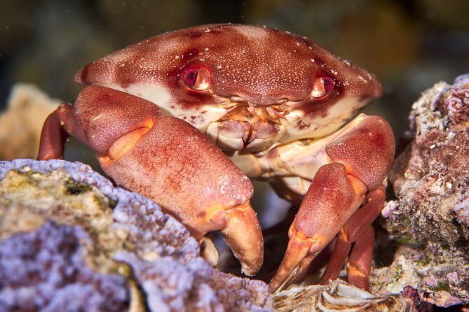 Night Snorkeling - The Value of the Experience