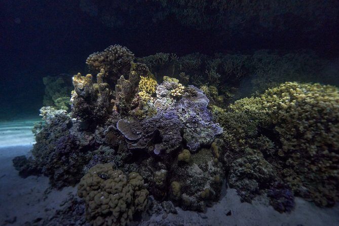 Night Snorkeling - FAQ