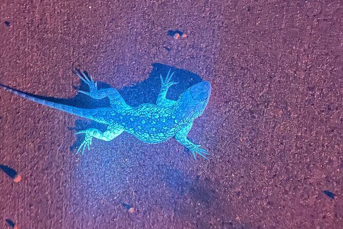 Night time fluorescent Rockhounding Tour - Analyzing the Cost and Value