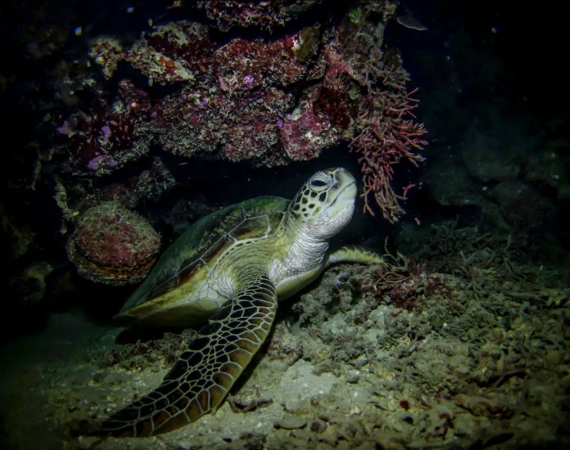 Night Time Snorkel At Turtle Town With Lights And Stars - Discovering Mauis Underwater Marvels