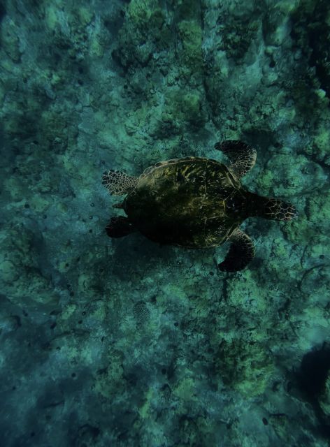 Night Time Snorkel At Turtle Town With Lights And Stars - Illuminating the Ocean Floor