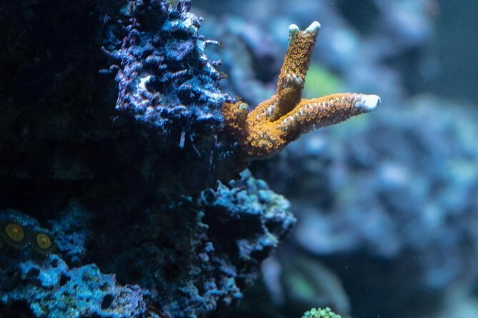 Night-Time Snorkel at Turtletown With Stars, Lights, and Photos - Safety and Equipment Provided