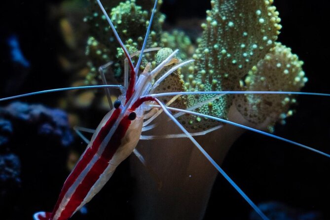 Night-Time Snorkel at Turtletown With Stars, Lights, and Photos - Tips for Participants