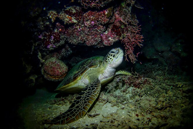 Night-Time Snorkel at Turtletown With Stars, Lights, and Photos - Accessibility Considerations