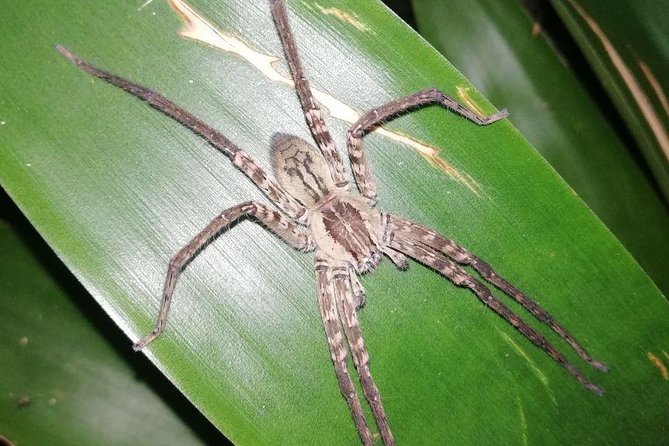 Night Tour La Fortuna - Nocturnal Wildlife Highlights