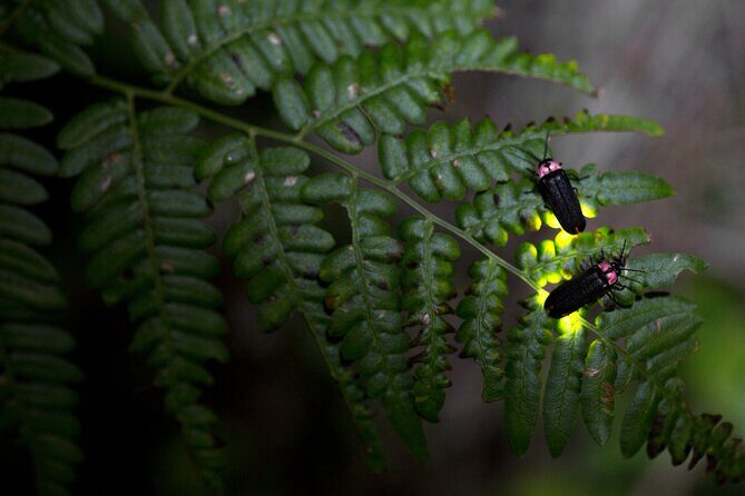 Nighttime Forest Firefly Hike - Discovering the Nighttime Forest Firefly Hike in Asheville
