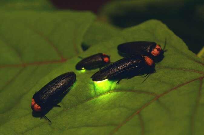 Nighttime Forest Firefly Hike - FAQ