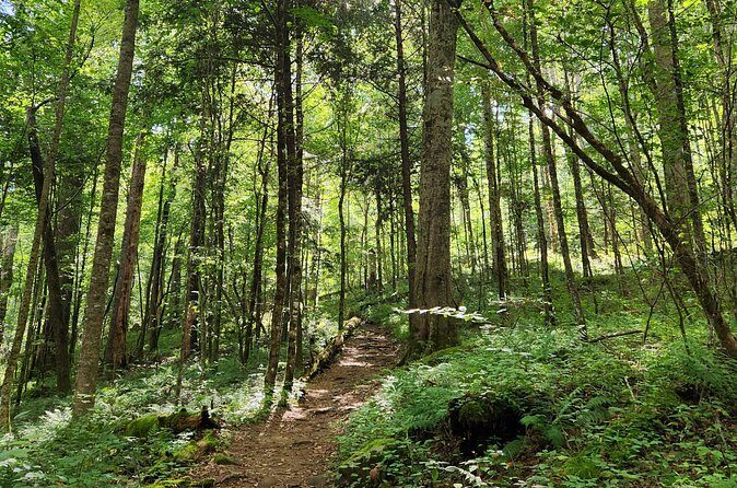 Nighttime Forest Firefly Hike - Final Words