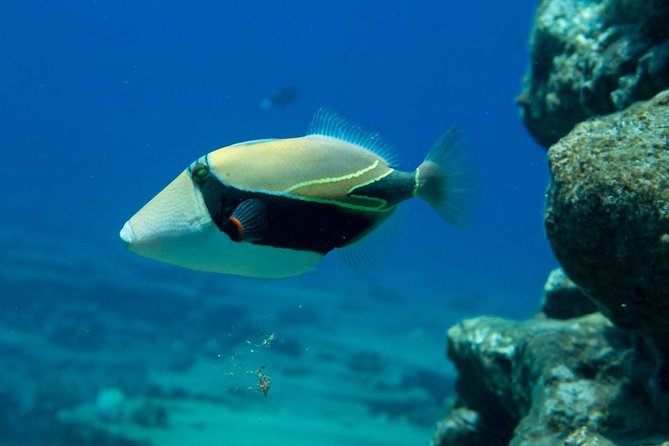 Niihau and Na Pali Coast Snorkel Boat Tour - Frequently Asked Questions