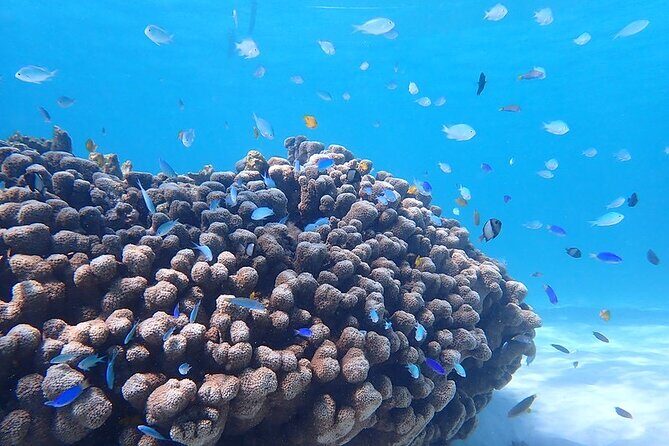 Ningaloo In A Full day Hike and Snorkel Tour - The Practical Side: Transport, Timing, and Booking