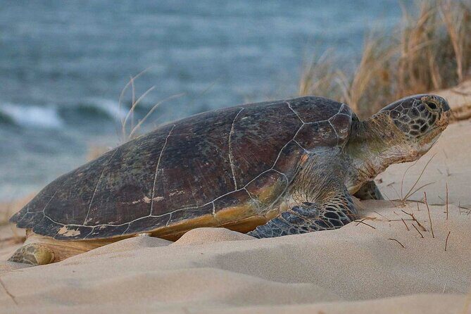 Ningaloo Turtle Watching and Stargazing Tour - An In-Depth Look at the Tour Experience