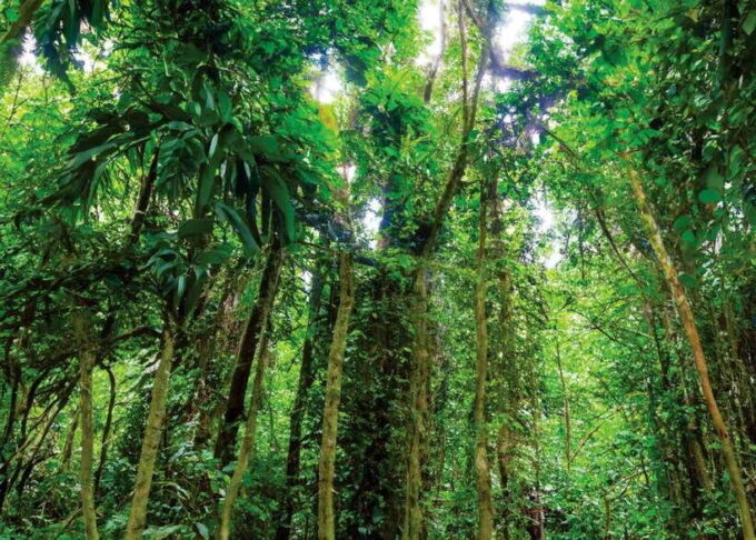 Ninh Binh: Cuc Phuong National Park Day Trip With Lunch - Scenic Views and Natural Beauty
