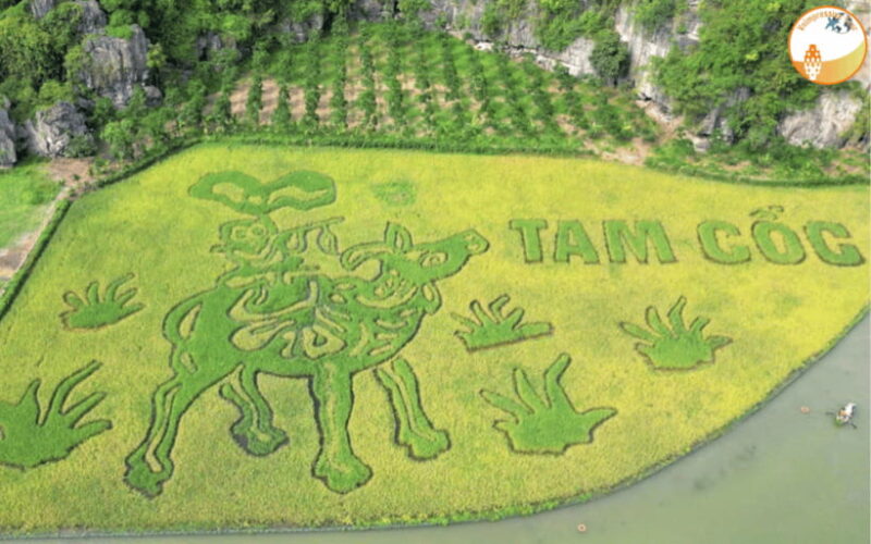 NINH BINH DAY TRIP: HOA LU,MUA CAVES &THUNG NHAM BIRD VALLEY - Itinerary Breakdown