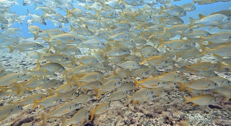 No Experience Needed-Discover Scuba Diving with Pickup - An Introduction to the Experience