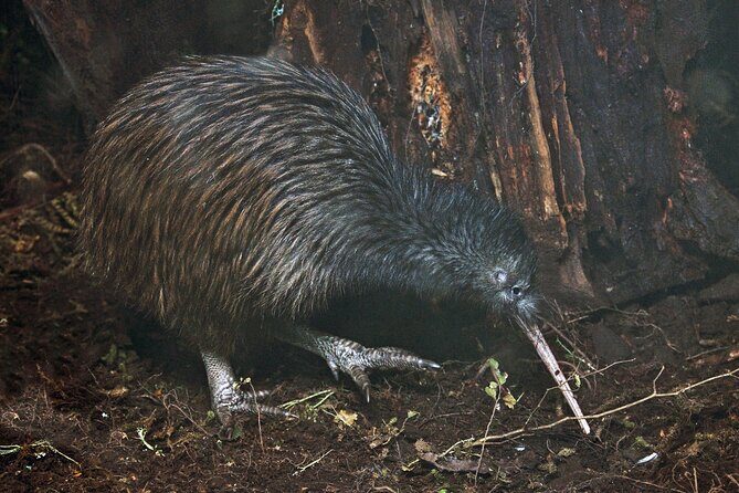 Nocturnal Wonders Tawharanui Kiwi Spotting and Stargazing Tour - Key Points
