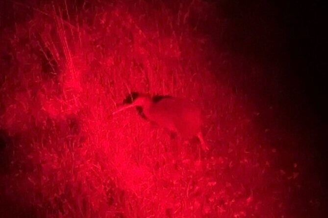 Nocturnal Wonders Tawharanui Kiwi Spotting and Stargazing Tour - Who should consider this tour?