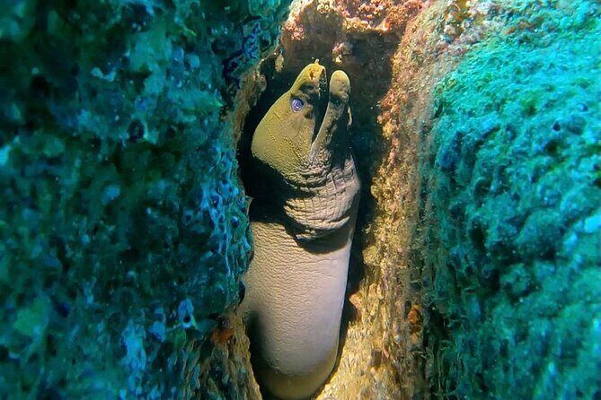 Non-Certified Diving Adventure in Cabo San Lucas - What to Expect from Your Cabo Scuba Experience