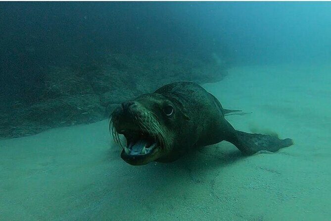 Non-Certified Diving Adventure in Cabo San Lucas - Who This Tour Is Best For