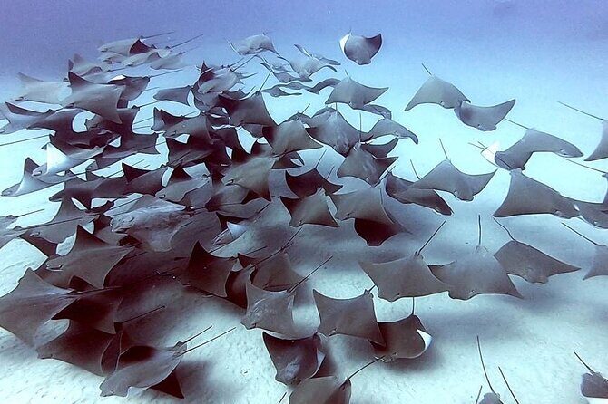 Non-Certified Diving Adventure in Cabo San Lucas - FAQ