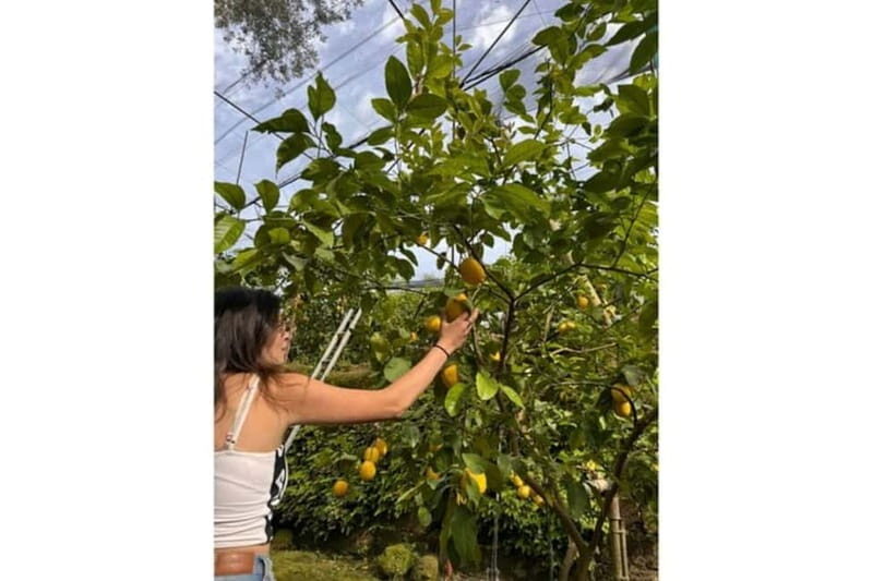 Nonna Concettina Sorrento lemon tour Lemon Tour - Practicalities and Value  