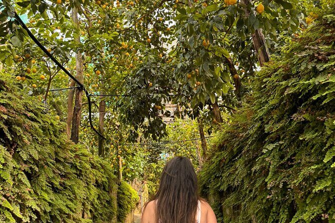 Nonno Mario Sorrento Lemon tour - Exploring the Lemon Grove: What to Expect