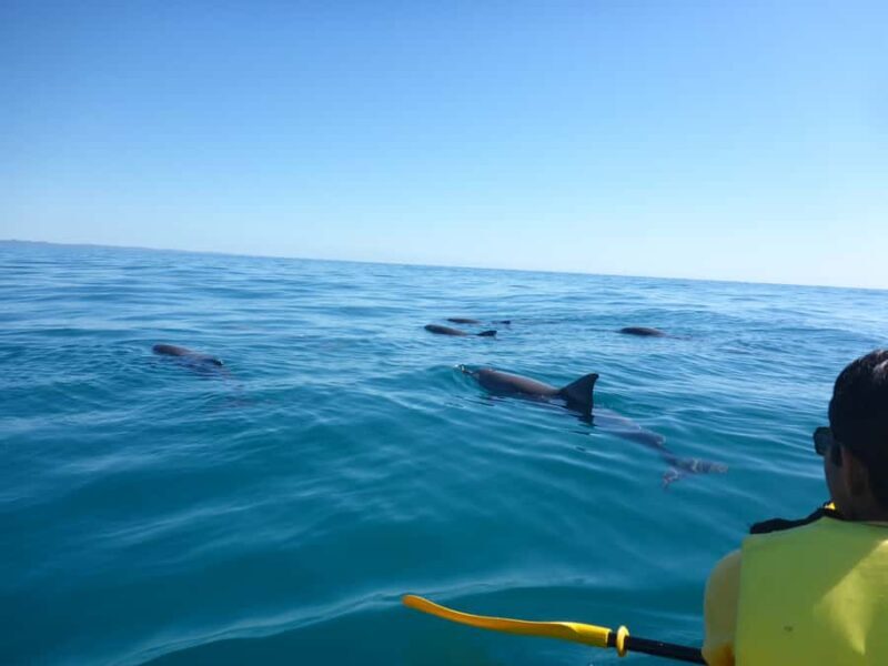 Noosa: Epic Ocean Kayak with Dolphins & 4WD Beach Adventure - The Value of This Experience