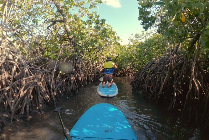 Noosa: Epic Stand Up Paddle Stingray & Mangrove Tunnel Tour - Exploring the Itinerary in Detail
