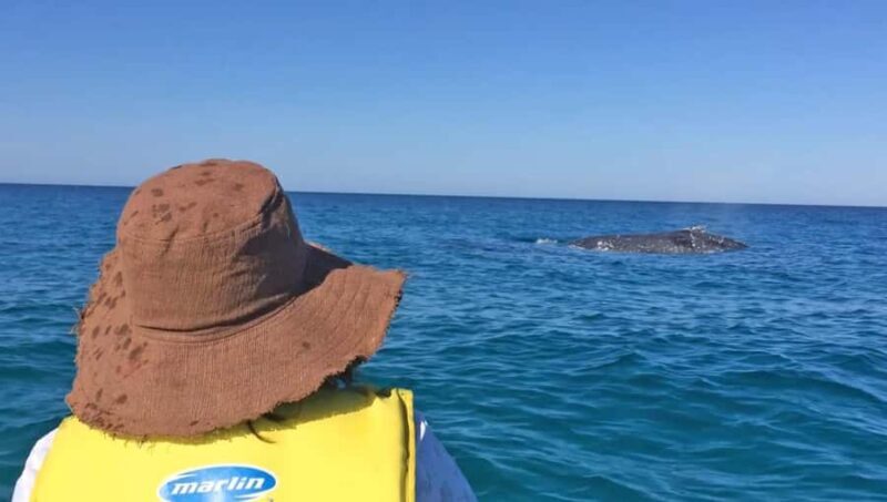Noosa: Epic Whale Watching Ocean Kayak Tour & Beach 4X4 - Key Points