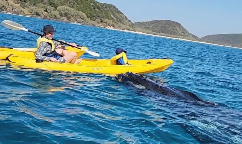 Noosa: Epic Whale Watching Ocean Kayak Tour & Beach 4X4 - In-Depth Review: What You Can Expect