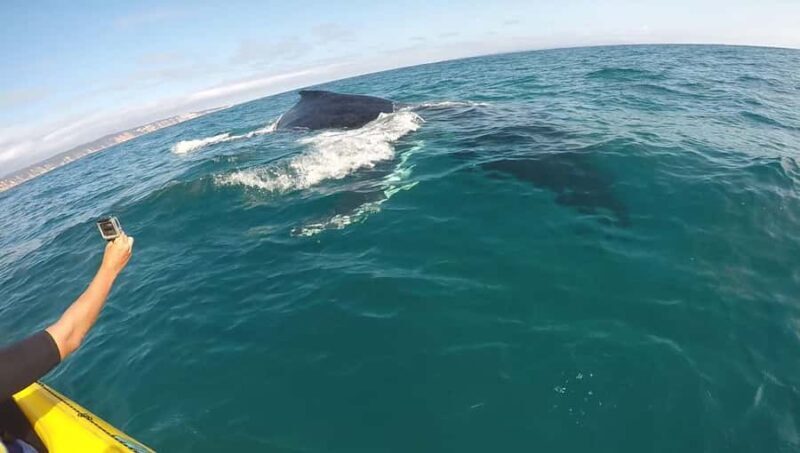Noosa: Epic Whale Watching Ocean Kayak Tour & Beach 4X4 - Authentic Reviews from Participants