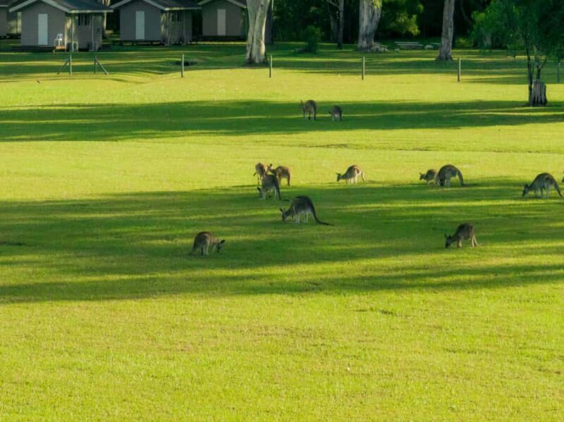 Noosa: Everglades Explorer Cruise - The food, drinks, and downtime