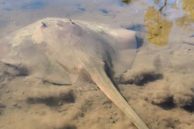 Noosa Heads: Epic Hidden Waterways & Wildlife Kayak Tour - The Sum Up