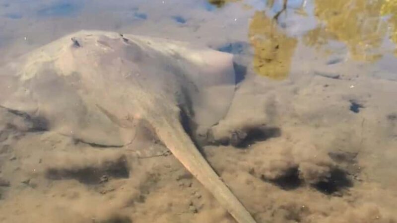 Noosa Heads: Hidden Waterways Wildlife Kayak (Fully Guided) - Exploring Noosa Heads’ Hidden Waterways Wildlife Kayak Tour: A Practical Review