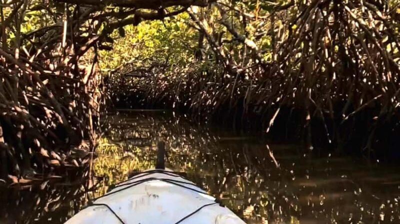 Noosa Heads: Hidden Waterways Wildlife Kayak (Fully Guided) - An Introduction to the Experience