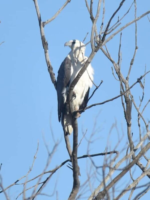 Noosa Heads: Hidden Waterways Wildlife Kayak (Self-Guided) - FAQs