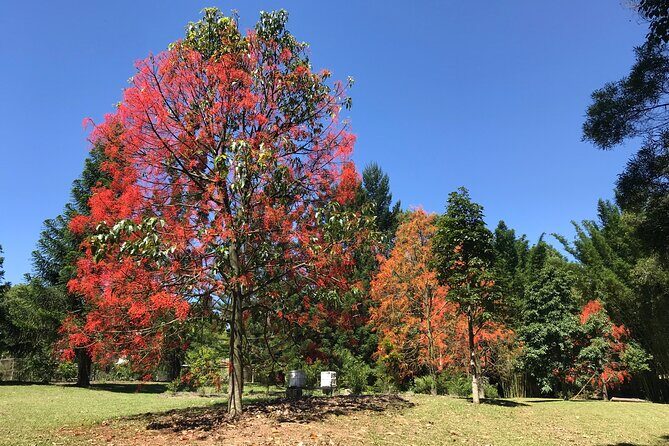 Noosa Hinterland Tour with Lunch, Wine & Cheese Tasting & more - Scenic View at Cooran