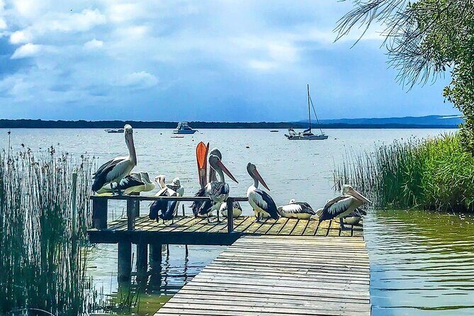 Noosa Hinterland Tour with Lunch, Wine & Cheese Tasting & more - Why the Guided Tour Works