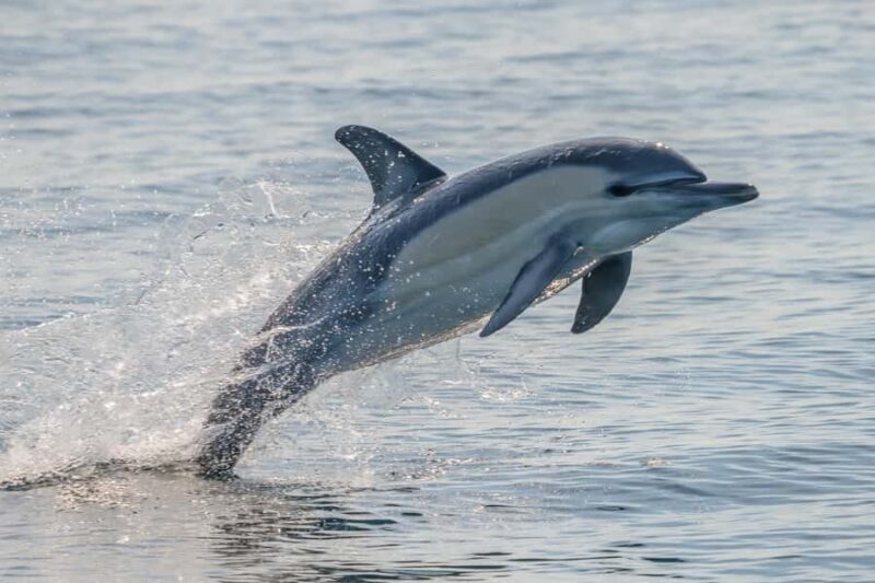 Noosa: Noosa Ocean Adventure with Dolphin Watching - The Sum Up: The Perfect Quick Marine Escape