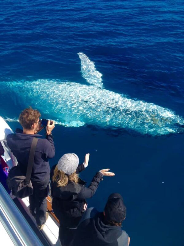 Noosa; Noosa Ocean Adventures - Whale Watching - Setting the Scene: What’s the Experience Like?