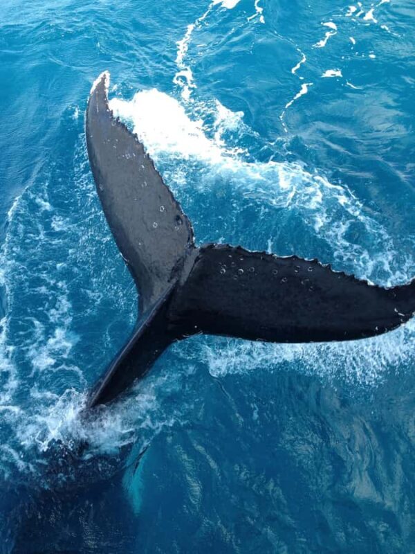 Noosa; Noosa Ocean Adventures - Whale Watching - The Value of the Experience
