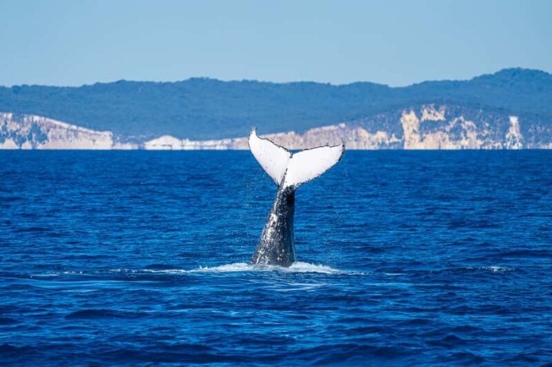 Noosa; Noosa Ocean Adventures - Whale Watching - Authentic Encounters and Reviews